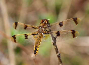 Libellula semifasciata, female